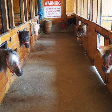 Mini horse farm lancaster pa. Things To Know About Mini horse farm lancaster pa. 